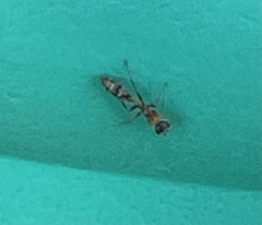 Pseudomyrmex gracilis