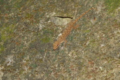 Gekko hokouensis