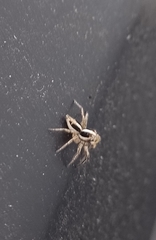 Plexippus paykulli