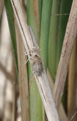 Lindenia tetraphylla