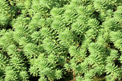 Myriophyllum aquaticum
