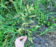 Sorghum halepense