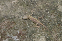 Diploderma swinhonis