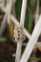 Lindenia tetraphylla