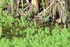 Myriophyllum aquaticum
