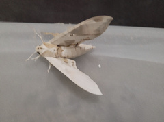 Eumorpha pandorus