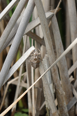 Lindenia tetraphylla