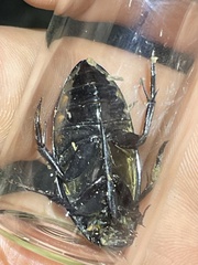 Hydrophilus triangularis