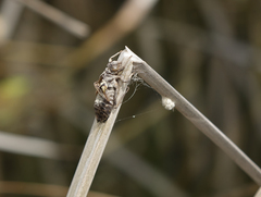 Lindenia tetraphylla