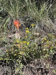Castilleja linariifolia