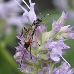 Agrothereutina