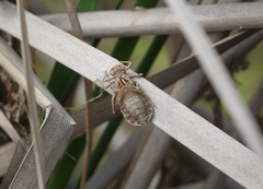 Lindenia tetraphylla