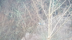 Todiramphus sanctus vagans