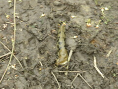 Ariolimax columbianus