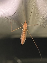 Nephrotoma ferruginea