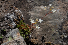 Saxifraga bronchialis