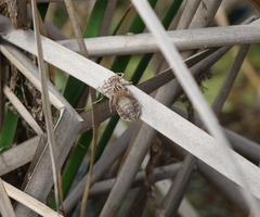 Lindenia tetraphylla
