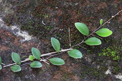 Pyrrosia lanceolata