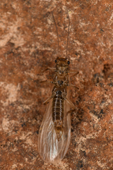 Plecoptera