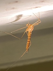 Nephrotoma ferruginea