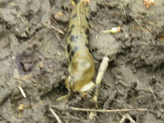 Ariolimax columbianus