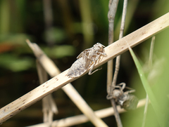 Lindenia tetraphylla