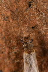 Plecoptera