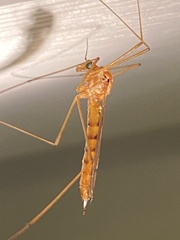 Nephrotoma ferruginea