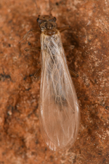 Plecoptera