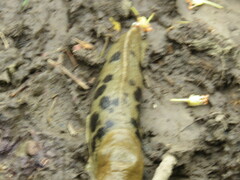 Ariolimax columbianus