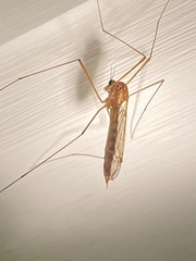 Nephrotoma ferruginea