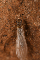 Plecoptera