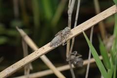 Lindenia tetraphylla