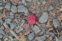 Spondias purpurea