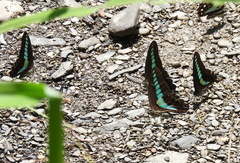 Graphium sarpedon
