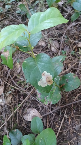 Gaultheria leafminer moth photo 5