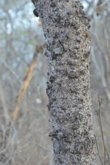 Spondias purpurea