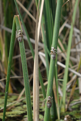 Lindenia tetraphylla