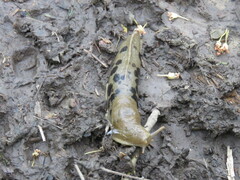 Ariolimax columbianus