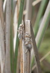 Lindenia tetraphylla