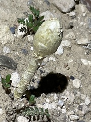 Podaxis pistillaris