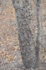 Spondias purpurea