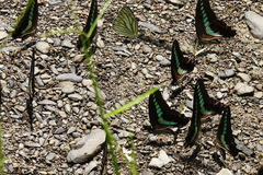 Graphium sarpedon