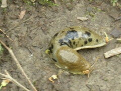 Ariolimax columbianus