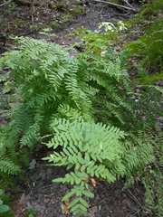 Osmunda spectabilis