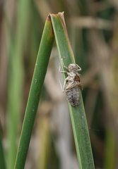 Lindenia tetraphylla
