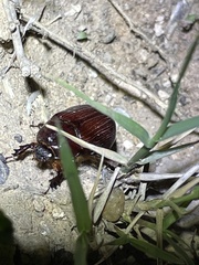 Scarabaeidae