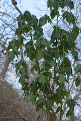 Gyrocarpus jatrophifolius