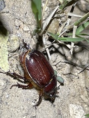 Scarabaeidae