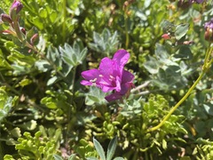 Epilobium obcordatum